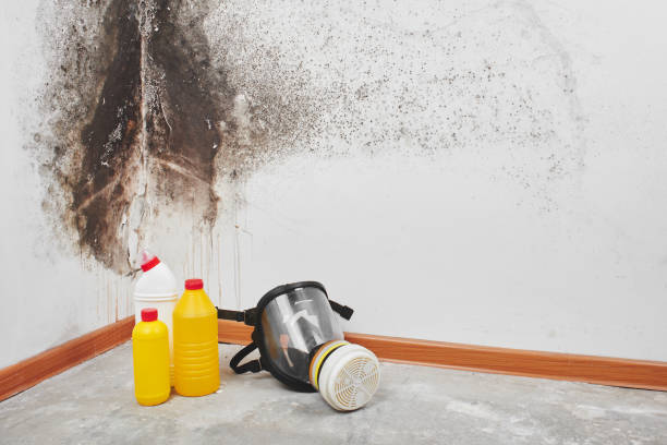 Best Attic Mold Removal  in Cordova, AK