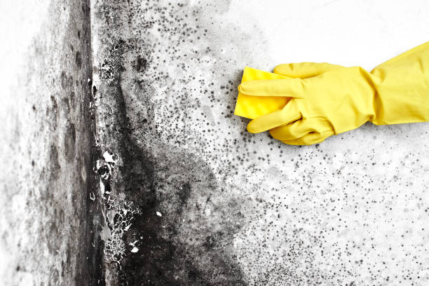 Best Mold Testing  in Cordova, AK