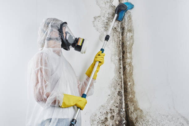Best Attic Mold Removal  in Cordova, AK