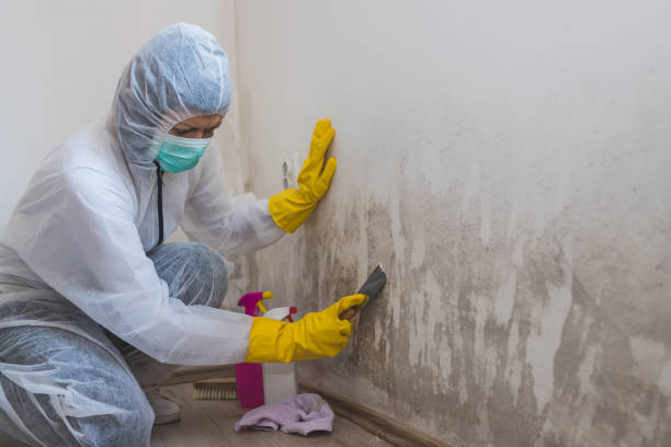 Best Professional Mold Removal  in Cordova, AK