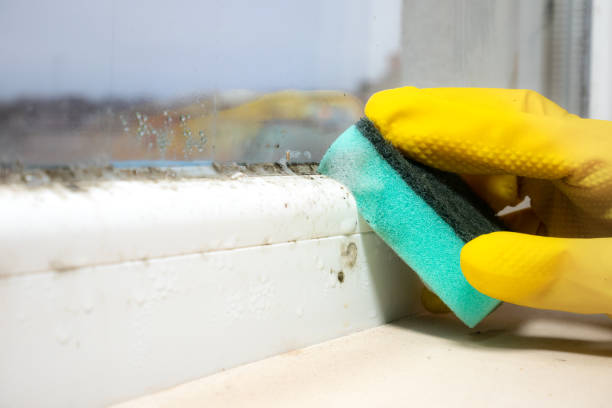 Best Mold Cleaning Services  in Cordova, AK