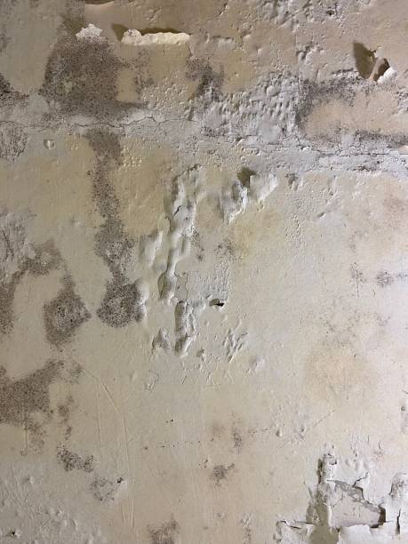 Best Mold Removal Company Near Me  in Cordova, AK
