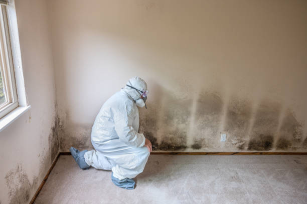 Best Emergency Mold Removal  in Cordova, AK