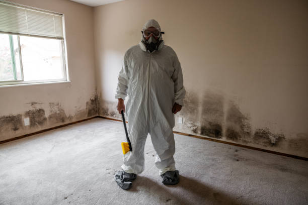 Best Mold Remediation  in Cordova, AK
