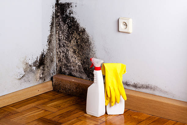 Best Mold Removal Specialists  in Cordova, AK