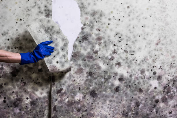 Best Toxic Mold Removal  in Cordova, AK