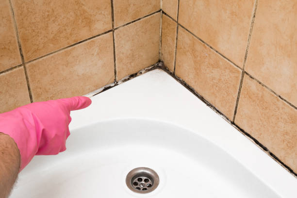 Office Mold Removal Services in Cordova, AK
